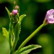 Vrbovka malokvětá - Epilobium parviflorum