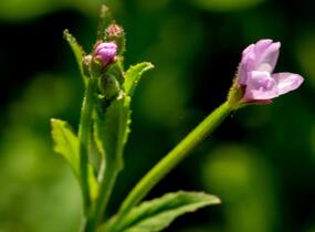 Vrbovka malokvětá - Epilobium parviflorum