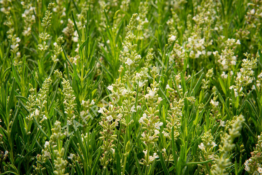 Levandule úzkolistá 'Ellagance Snow' - Lavandula angustifolia 'Ellagance Snow'