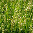 Levandule úzkolistá 'Ellagance Snow' - Lavandula angustifolia 'Ellagance Snow'