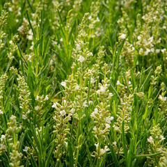 Levandule úzkolistá 'Ellagance Snow' - Lavandula angustifolia 'Ellagance Snow'