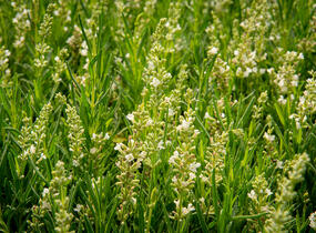 Levandule úzkolistá 'Ellagance Snow' - Lavandula angustifolia 'Ellagance Snow'