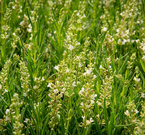 Levandule úzkolistá 'Ellagance Snow' - Lavandula angustifolia 'Ellagance Snow'
