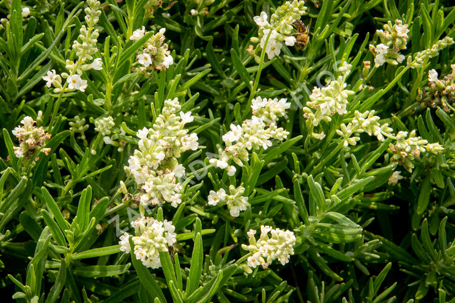 Levandule úzkolistá 'Ellagance Snow' - Lavandula angustifolia 'Ellagance Snow'