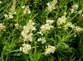 Levandule úzkolistá 'Ellagance Snow' - Lavandula angustifolia 'Ellagance Snow'