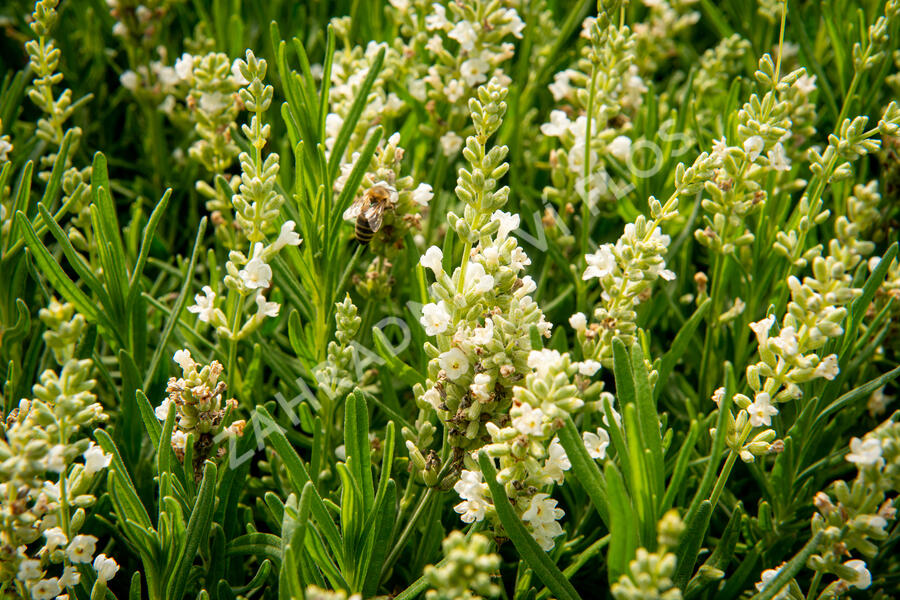 Levandule úzkolistá 'Ellagance Snow' - Lavandula angustifolia 'Ellagance Snow'