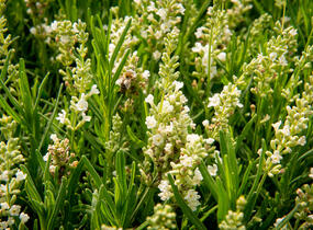 Levandule úzkolistá 'Ellagance Snow' - Lavandula angustifolia 'Ellagance Snow'