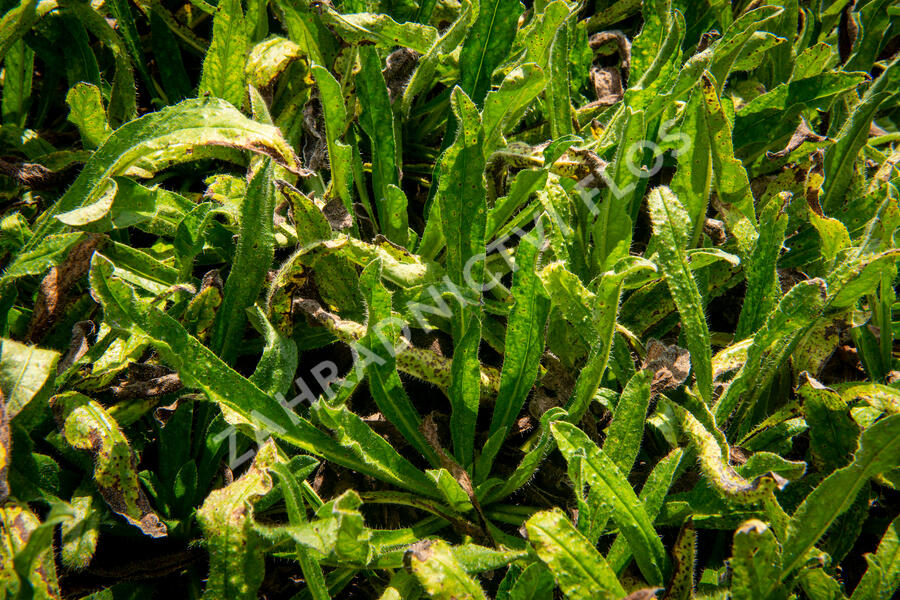 Hadinec obecný - Echium vulgare