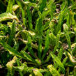 Hadinec obecný - Echium vulgare
