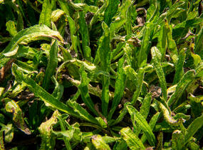 Hadinec obecný - Echium vulgare
