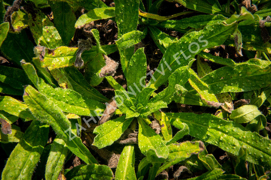 Hadinec obecný - Echium vulgare