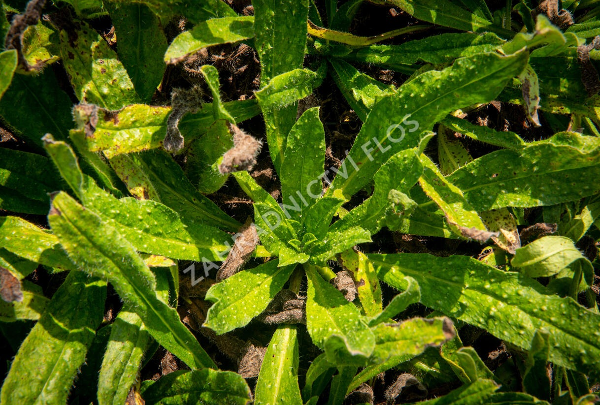 Hadinec obecný - Echium vulgare