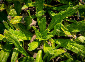 Hadinec obecný - Echium vulgare