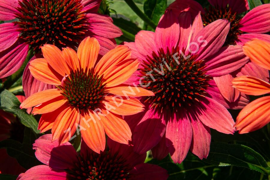 Třapatkovka nachová 'Papallo Semi Double Pink' - Echinacea purpurea 'Papallo Semi Double Pink'