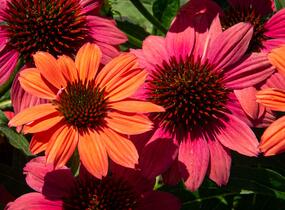 Třapatkovka nachová 'Papallo Semi Double Pink' - Echinacea purpurea 'Papallo Semi Double Pink'