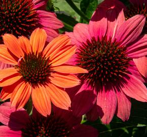 Třapatkovka nachová 'Papallo Semi Double Pink' - Echinacea purpurea 'Papallo Semi Double Pink'