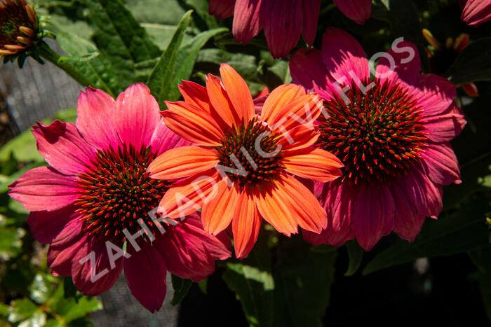 Třapatkovka nachová 'Papallo Semi Double Pink' - Echinacea purpurea 'Papallo Semi Double Pink'