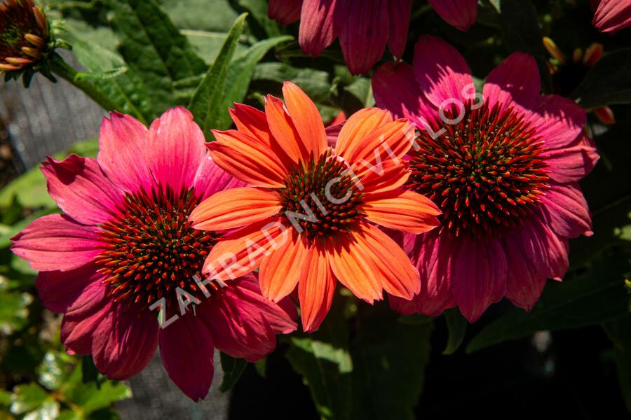 Třapatkovka nachová 'Papallo Semi Double Pink' - Echinacea purpurea 'Papallo Semi Double Pink'