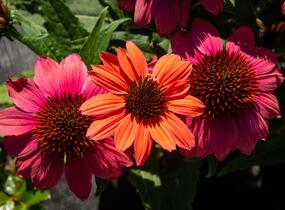 Třapatkovka nachová 'Papallo Semi Double Pink' - Echinacea purpurea 'Papallo Semi Double Pink'