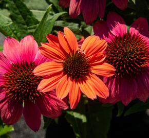 Třapatkovka nachová 'Papallo Semi Double Pink' - Echinacea purpurea 'Papallo Semi Double Pink'