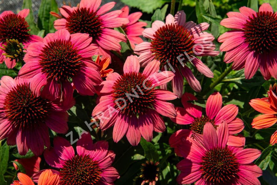 Třapatkovka nachová 'Papallo Semi Double Pink' - Echinacea purpurea 'Papallo Semi Double Pink'