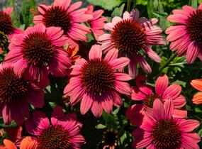 Třapatkovka nachová 'Papallo Semi Double Pink' - Echinacea purpurea 'Papallo Semi Double Pink'