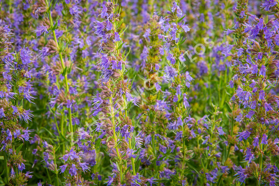 Yzop lékařský - Hyssopus officinalis