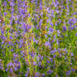 Yzop lékařský - Hyssopus officinalis