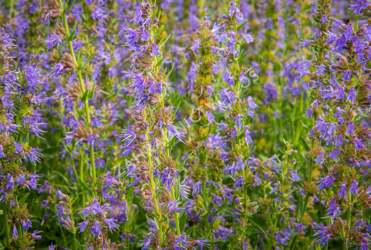 Yzop lékařský - Hyssopus officinalis