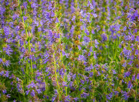Yzop lékařský - Hyssopus officinalis