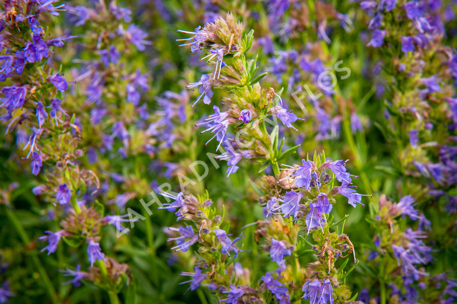 Yzop lékařský - Hyssopus officinalis