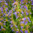 Yzop lékařský - Hyssopus officinalis