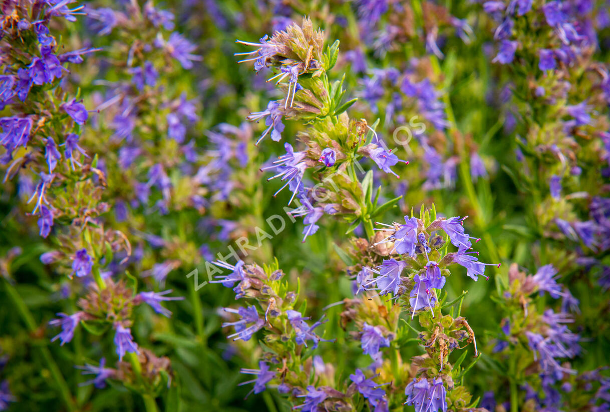 Yzop lékařský - Hyssopus officinalis