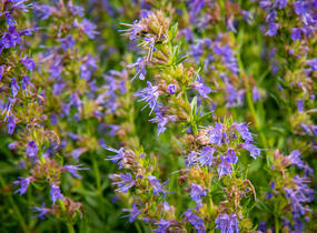 Yzop lékařský - Hyssopus officinalis