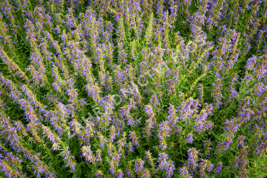 Yzop lékařský - Hyssopus officinalis