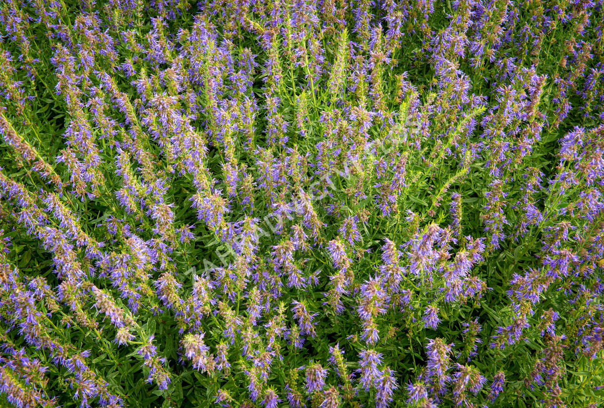 Yzop lékařský - Hyssopus officinalis