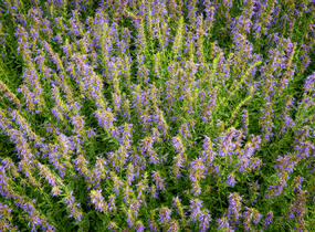 Yzop lékařský - Hyssopus officinalis