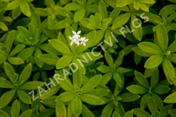Svízel vonný 'Sterntaler' - Galium odoratum 'Sterntaler'
