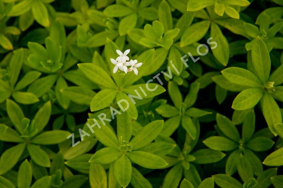 Svízel vonný 'Sterntaler' - Galium odoratum 'Sterntaler'