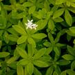 Svízel vonný 'Sterntaler' - Galium odoratum 'Sterntaler'