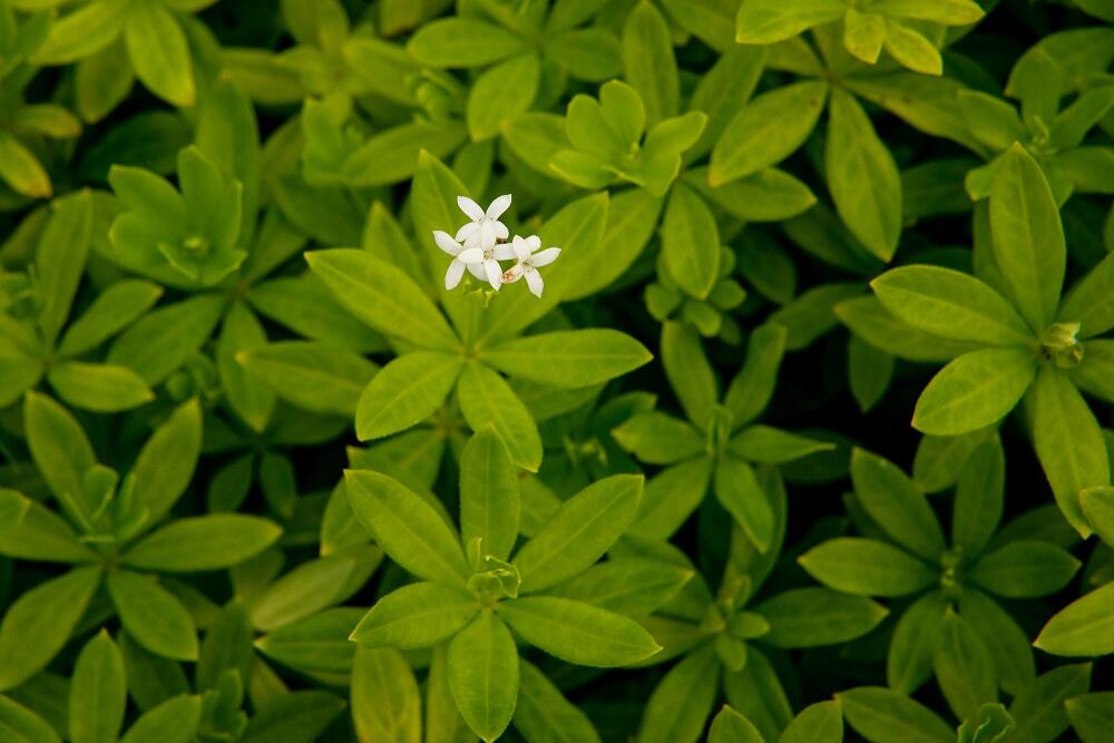 Svízel vonný 'Sterntaler' - Galium odoratum 'Sterntaler'