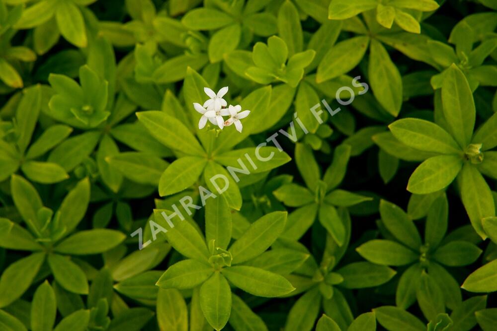 Svízel vonný 'Sterntaler' - Galium odoratum 'Sterntaler'