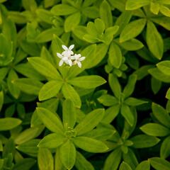 Svízel vonný 'Sterntaler' - Galium odoratum 'Sterntaler'