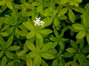 Svízel vonný 'Sterntaler' - Galium odoratum 'Sterntaler'