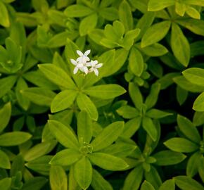 Svízel vonný 'Sterntaler' - Galium odoratum 'Sterntaler'