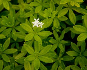 Svízel vonný 'Sterntaler'