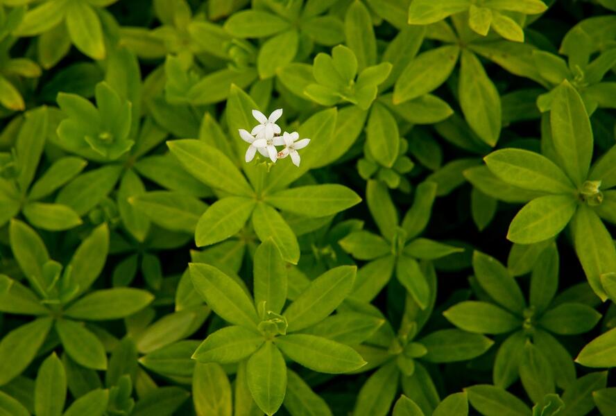 Svízel vonný 'Sterntaler' - Galium odoratum 'Sterntaler'