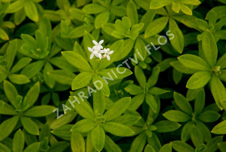 Svízel vonný 'Sterntaler' - Galium odoratum 'Sterntaler'