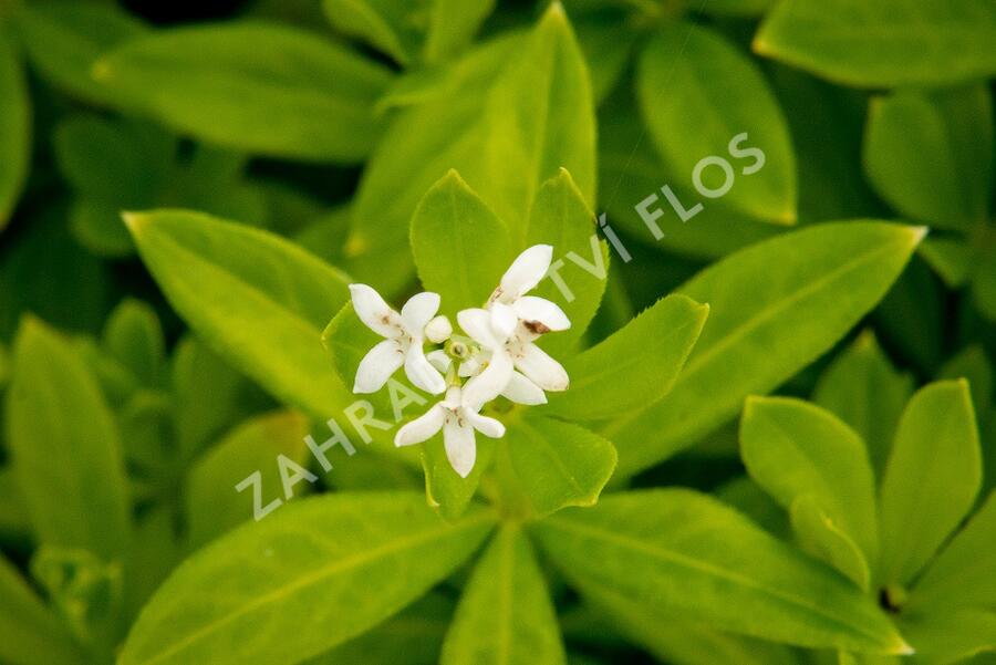 Svízel vonný 'Sterntaler' - Galium odoratum 'Sterntaler'