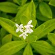 Svízel vonný 'Sterntaler' - Galium odoratum 'Sterntaler'
